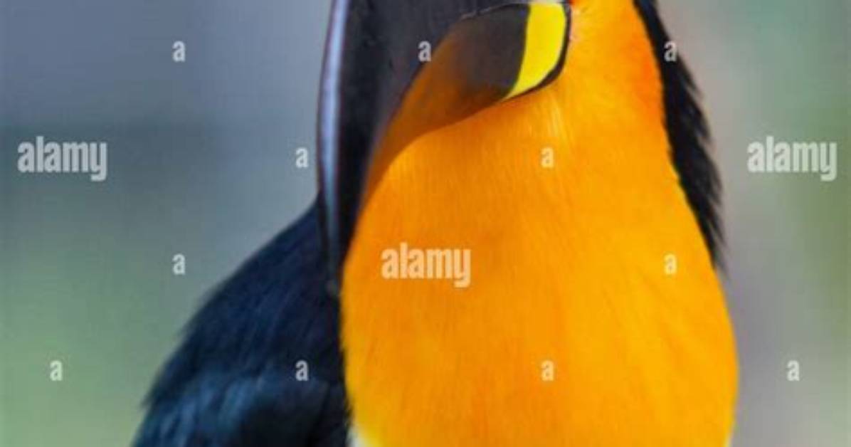 Watch the Viral Brazilian Bird Bouncing a Golf Ball on a Cart Path
