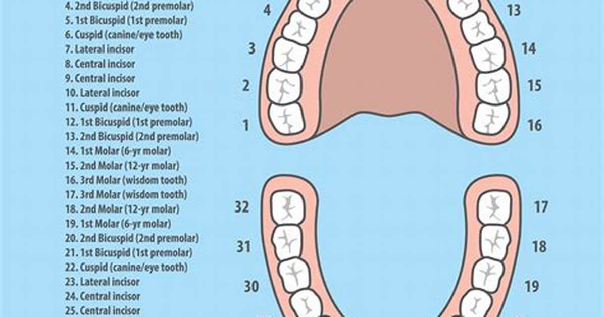 What Those Numbers Mean at the Dentist: Why Your Mouth Is Mapped 1 to 32