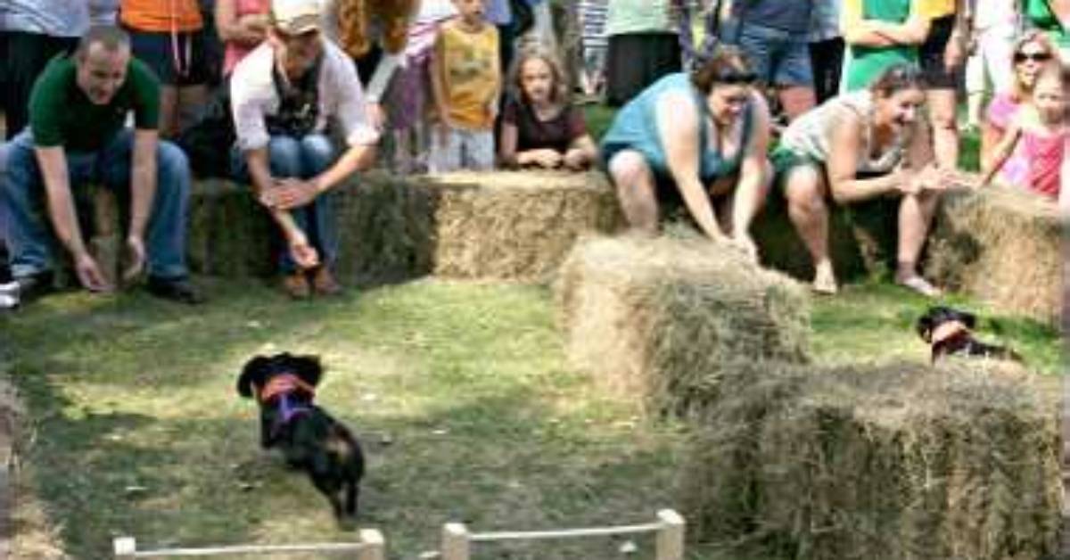 Why Are Dachshund Races Everywhere This Fall? the Trend Explained