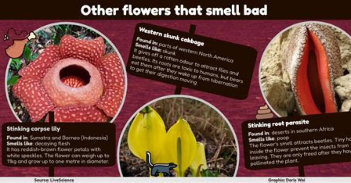 Why Does the 'Flower of Death' Smell Like Rotting Flesh? Inside the Viral Phenomenon